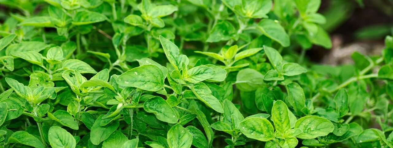 Benefits of Oregano Oil: Natural Remedy for Infections, Gut Health, and More