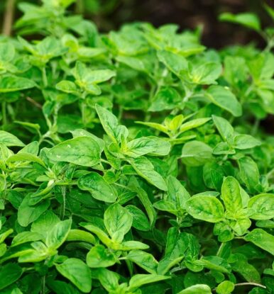 Benefits of Oregano Oil: Natural Remedy for Infections, Gut Health, and More