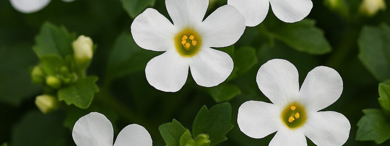 Complete Guide to Bacopa Monnieri: Ayurvedic Herb for Brain & Wellness