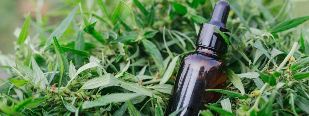 Neem Oil for Dogs: Benefits, Safety Tips & How to Apply